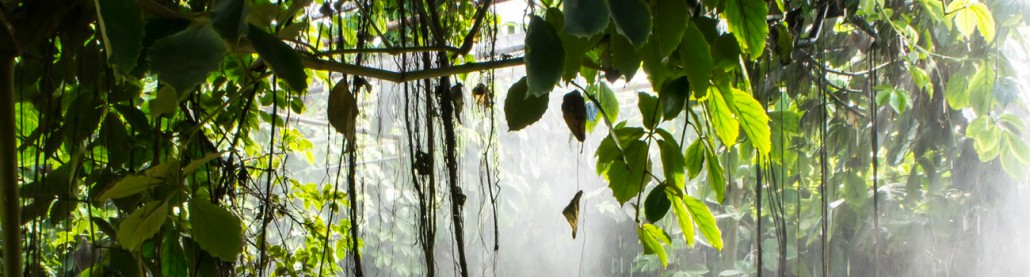 site de rencontre martiniquais